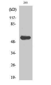 Western blot analysis of various cells using Anti-AIRE Antibody