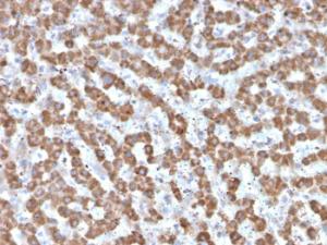 Immunohistochemical analysis of formalin-fixed, paraffin-embedded human liver using Anti-Prohibitin Antibody [PHB/3225]