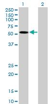 Anti-AMBN Mouse Polyclonal Antibody