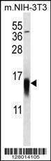 Anti-MAP1LC3B Rabbit Polyclonal Antibody (Biotin)