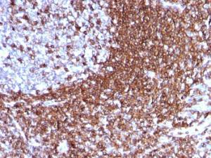 Anti-ICAM3 Mouse Monoclonal Antibody [clone: 186-2G9]