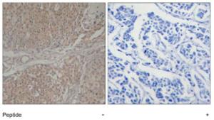 Anti-SMAD3 Rabbit Polyclonal Antibody