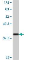 Anti-DNAJB12 Mouse Polyclonal Antibody