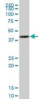 Anti-AMBP Mouse Polyclonal Antibody