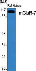 Western blot analysis of various cells using Anti-mGluR7 Antibody