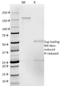 Anti-ICAM3 Mouse Monoclonal Antibody [clone: 186-2G9]