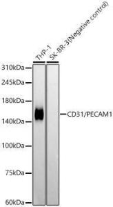 Western blot analysis of extracts of various cell lines, using Anti-CD31 Antibody [ARC50362] (A305352) at 1:1000 dilution