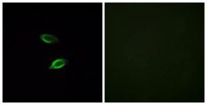 Immunofluorescence analysis of HUVEC cells using Anti-GPR157 Antibody. The right hand panel represents a negative control, where the antibody was pre-incubated with the immunising peptide.