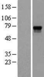 Anti-TLR6 Mouse Monoclonal Antibody [clone: 86B1153.2]