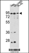 Anti-JAG1 Rabbit Polyclonal Antibody