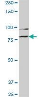 Anti-COG2 Mouse Monoclonal Antibody [clone: 3H8]