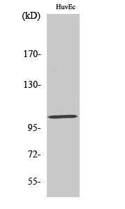 Western blot analysis of HuvEc cells using Anti-mGluR7 Antibody