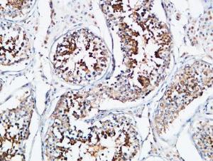 Immunohistochemical analysis of paraffin-embedded human testis using Anti-YB1 Antibody