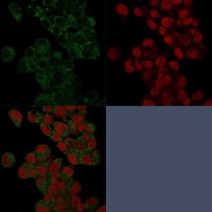 Immunofluorescent analysis of HepG2 cells stained with Anti-Prohibitin Antibody [PHB/3225] (CF and #174; 488) (Green). Nuclear counterstain is RedDot