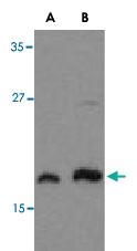 Anti-MLST8 Rabbit Polyclonal Antibody