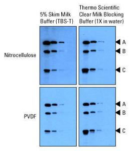 Blocking buffer, concentrate, Pierce™ Clear Milk