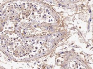 Anti-ACR Antibody (A85217) (4 µg/ml) staining of paraffin embedded Human Testis. Microwaved antigen retrieval with citrate buffer pH 6, HRP-staining