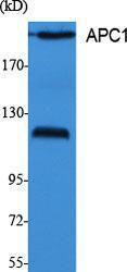 Western blot analysis of various cells using Anti-Cyclosome 1 Antibody