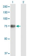 Anti-GAS6 Mouse Polyclonal Antibody