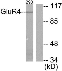 Western blot analysis of lysates from 293 cells, treated with Forskolin 40 nM 30' using Anti-mGluR4 Antibody. The right hand lane represents a negative control, where the Antibody is blocked by the immunising peptide