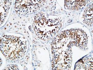 Immunohistochemical analysis of paraffin-embedded human testis using Anti-YB1 Antibody