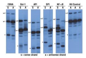 Pierce™ Biotin 3' End DNA Labelling Kit