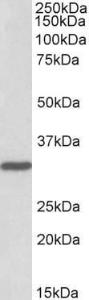 Antibody anti-PCNA A83561-100 100 µg