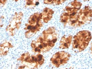 Immunohistochemical analysis of formalin-fixed, paraffin-embedded human colon using Anti-Intelectin 1 Antibody [ITLN1/4063]