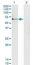 Anti-UBQLN1 Mouse Monoclonal Antibody [clone: 1C6-B7]