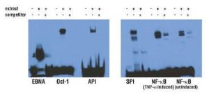 Pierce™ Biotin 3' End DNA Labelling Kit