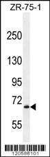 Anti-LRRN3 Rabbit Polyclonal Antibody (AP (Alkaline Phosphatase))