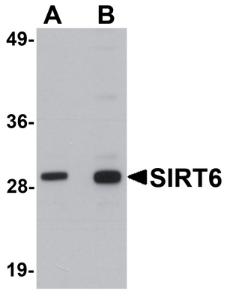 Anti-SIRT6 Chicken Polyclonal Antibody