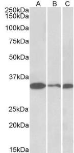 Antibody anti-PCNA A83561-100 100 µg