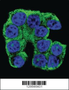 Anti-FAM96A Rabbit Polyclonal Antibody [clone: 151CT1.3.1]