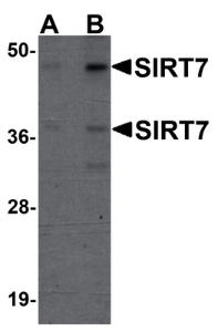 Anti-SIRT7 Chicken Polyclonal Antibody