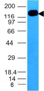 Western blot analysis of HL-60 cell lysate using Anti-ICAM3 Antibody [ICAM3/1019]