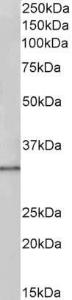 Antibody anti-PCNA A83561-100 100 µg