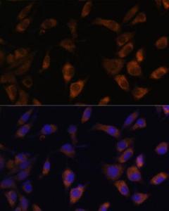 Immunofluorescence analysis of L929 cells using Anti-MT-ND4L Antibody (A93264) at a dilution of 1:100 DAPI was used to stain the cell nuclei (blue)