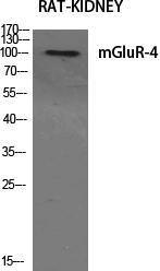 Western blot analysis of various cells using Anti-mGluR4 Antibody