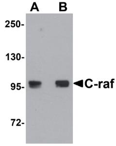 Anti-RAF1 Chicken Polyclonal Antibody