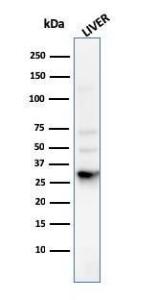 Western blot analysis of human liver tissue lysate using Anti-Prohibitin Antibody [PHB/3225]