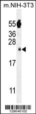 Anti-FAM96A Rabbit Polyclonal Antibody [clone: 151CT1.3.1]