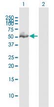 Anti-GATA1 Rabbit Polyclonal Antibody