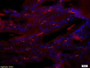 Anti-Reprimo Rabbit Polyclonal Antibody