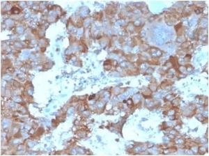 Immunohistochemical analysis of formalin-fixed, paraffin-embedded human adrenal gland tissue using Anti-IL-3 Antibody [IL3/4004]