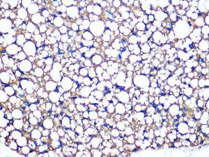 Immunohistochemistry analysis of paraffin-embedded mouse brown adipose using Anti-Perilipin-1 Antibody [ARC1122] (A306256) at a dilution of 1:100 (40X lens). Perform microwave antigen retrieval with 10 mM PBS buffer pH 7.2 before commencing with IHC staining protocol