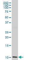 Anti-DYNLL2 Mouse Polyclonal Antibody