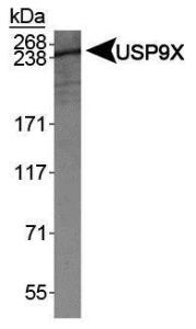 Anti-USP9X Rabbit Polyclonal Antibody