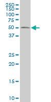 Anti-RUNX2 Mouse Monoclonal Antibody [clone: 4D7]