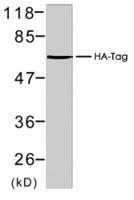 Anti-HA tag Polyclonal Antibody